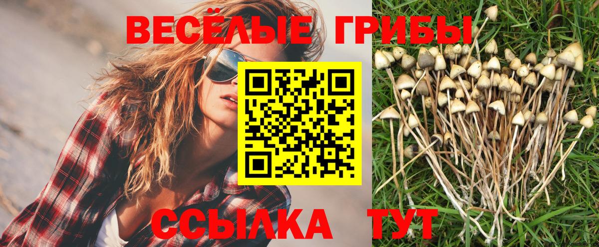 Галлюциногенные грибы MAGIC MUSHROOMS  купить закладку  Выборг  Вход с VPN 